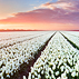 Sunrise Tulips