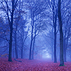 Misty Forest