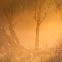 Amsterdamse Waterleidingduinen