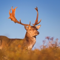 Amsterdamse Waterleidingduinen