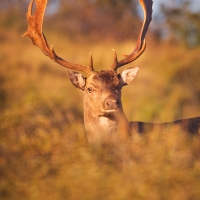 Amsterdamse Waterleidingduinen