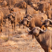 On the road: Kruger National Park