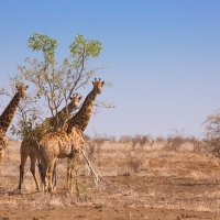 On the road: Kruger National Park