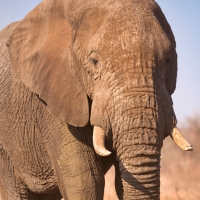 On the road: Kruger National Park