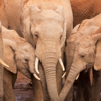 On the road: Addo & Garden Route