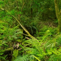 On the road: Addo & Garden Route