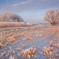 Winter in Het Twiske
